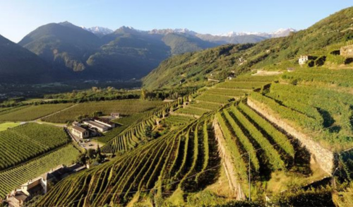 Valtellina vineyards 